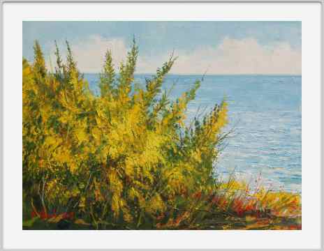 Mimosa in fiore
